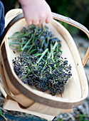 Boy carrying basket of broccoli