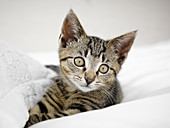 Kitten relaxing in blankets