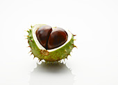 Close up of chestnut with exposed seed