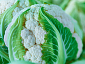 Extreme close up of raw cauliflower head