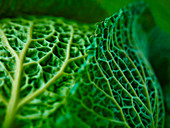 Extreme close up of Savoy cabbage