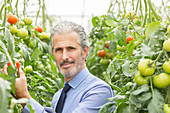 Scientist in greenhouse with tomatoes
