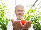 Scientist holding ripe tomato