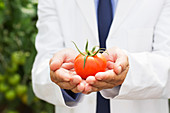 Botanist holding ripe tomato