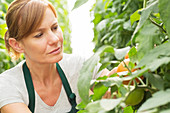 Worker examining tomato plants