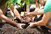 People planting tree seedling together