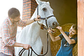 Veterinarian checking horse's teeth