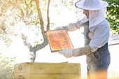 Beekeeper examining bees on honeycomb