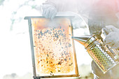 Beekeeper using smoker