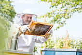 Beekeeper examining bees on honeycomb