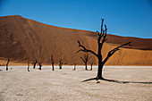 Dead Vlei desert, Namibia