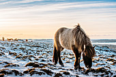 Wild horse, Hofn, Iceland