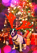 Dog wearing reindeer antlers