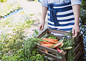 Woman harvesting fresh carrots