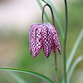 Purple and white snake's head fritillary flower