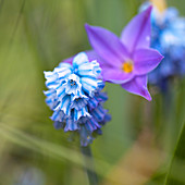 Close up bluebell and purple ipheon starflower