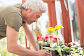 Man gardening potting flowers in greenhouse