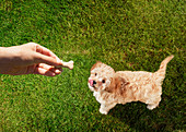Pet owner holding treat