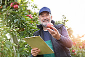 Male farmer with clipboard inspecting apples