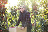 Male farmer harvesting apples