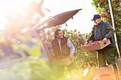 Male farmers loading apples into car