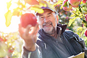 Smiling male farmer harvesting apples