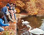 Family feeding swans at pond in autumn park
