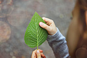 Girl examining veins of green leaf