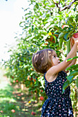 Girl picking apple from apple tree in orchard