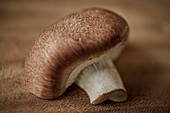 Fresh brown mushroom, texture