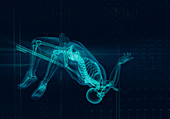 Illustration of x-ray skeleton of athlete jumping
