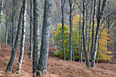 Autumn leaves turning in tranquil woods, Scotland