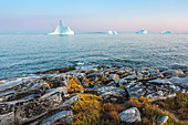 Icebergs in tranquil ocean, Disko Island, Greenland