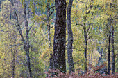 Idyllic autumn trees in woods, Glen Affric, Scotland