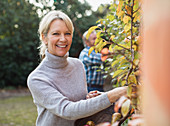 Portrait mature woman harvesting apples in garden