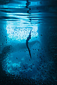 Young woman snorkelling among school of fish