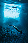 Young woman snorkelling among schools of fish