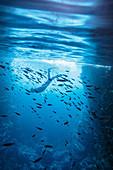 Woman snorkelling underwater among fish
