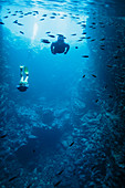 Man and woman snorkelling underwater among fish