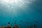 Sun shining over tropic fish swimming underwater