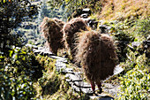 Men carrying bundles of grass on sunny footpath
