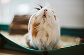 Portrait cute, long haired guinea pig