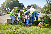 Community volunteers planting trees in park