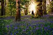 Woman walking in idyllic spring woods, Kerry, Ireland