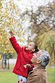 Grandfather lifting granddaughter reaching for leaves