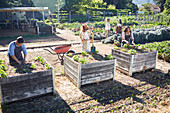 People gardening in sunny community garden