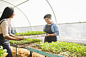 Young women carrying sapling tray in plant nursery