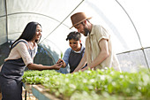 People examining saplings in plant nursery greenhouse