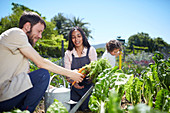 Young couple harvesting carrots in sunny vegetable garden