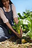 Woman harvesting yellow chard in sunny vegetable garden